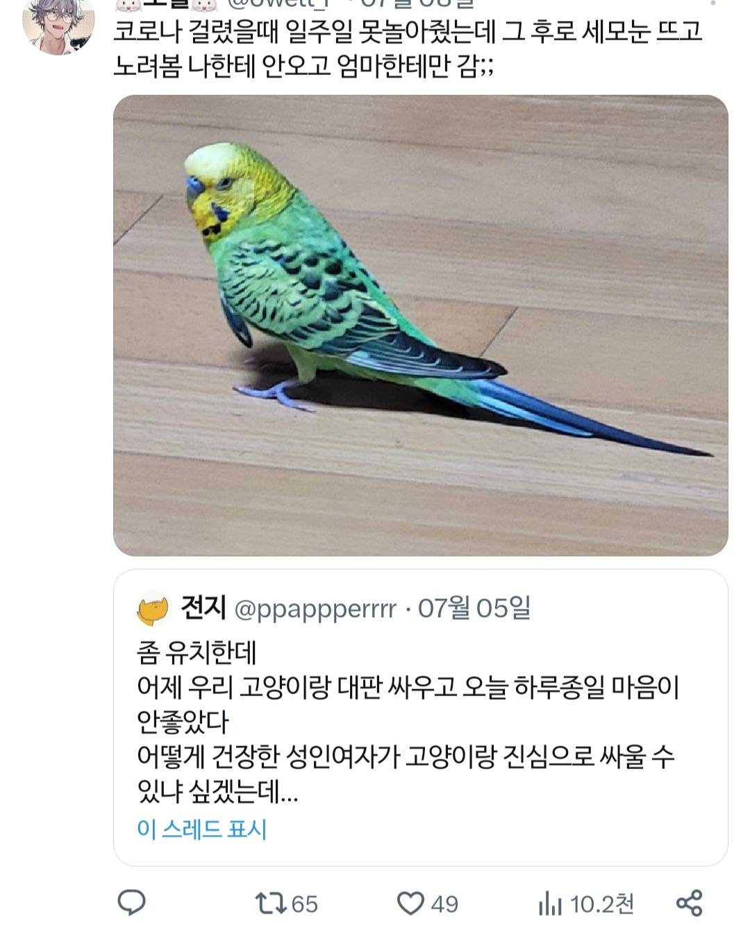 고양이랑 진심으로 싸워서 속상했던 트위터리안.twt | 인스티즈