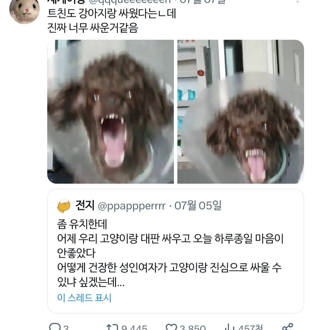 고양이랑 진심으로 싸워서 속상했던 트위터리안.twt | 인스티즈