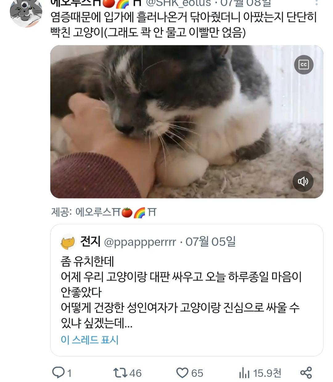 고양이랑 진심으로 싸워서 속상했던 트위터리안.twt | 인스티즈