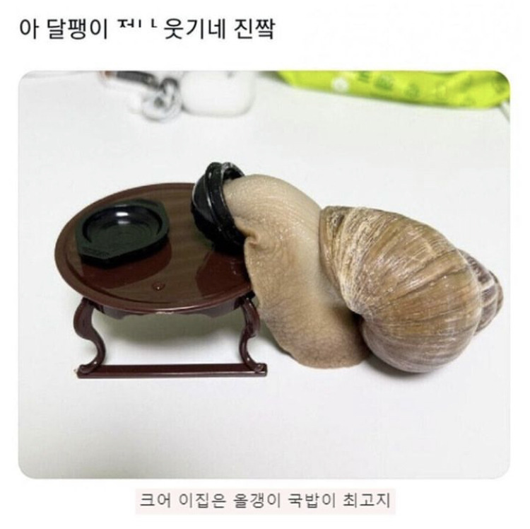 달팽이 먹방.jpg | 인스티즈