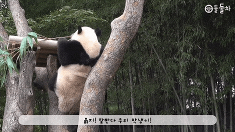후이바오🐼 다독여주는 사랑이❤️.gif | 인스티즈