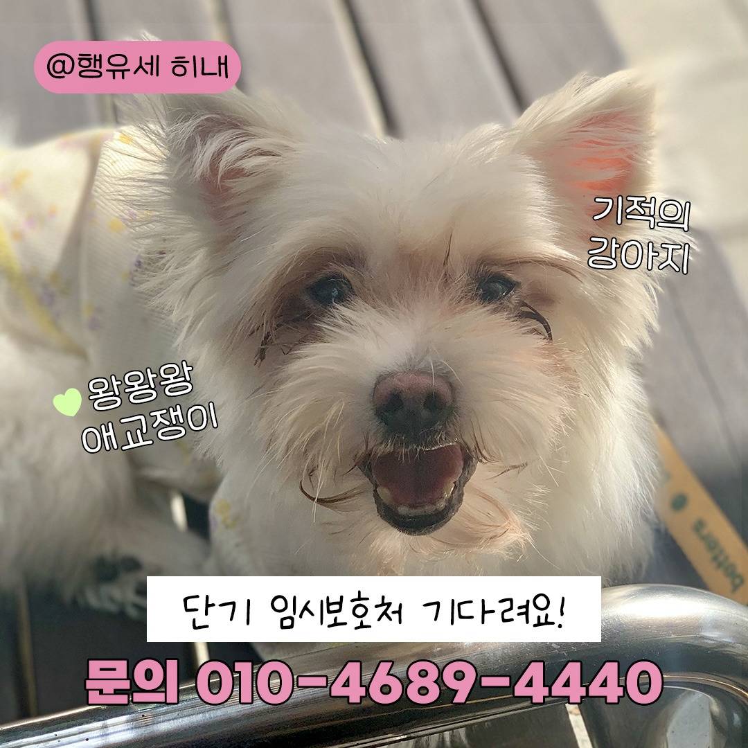 🐶: 저기.. 나랑 연말도 새해도 같이 보내자..❤️ 3개월 단기임보처 괌! | 인스티즈