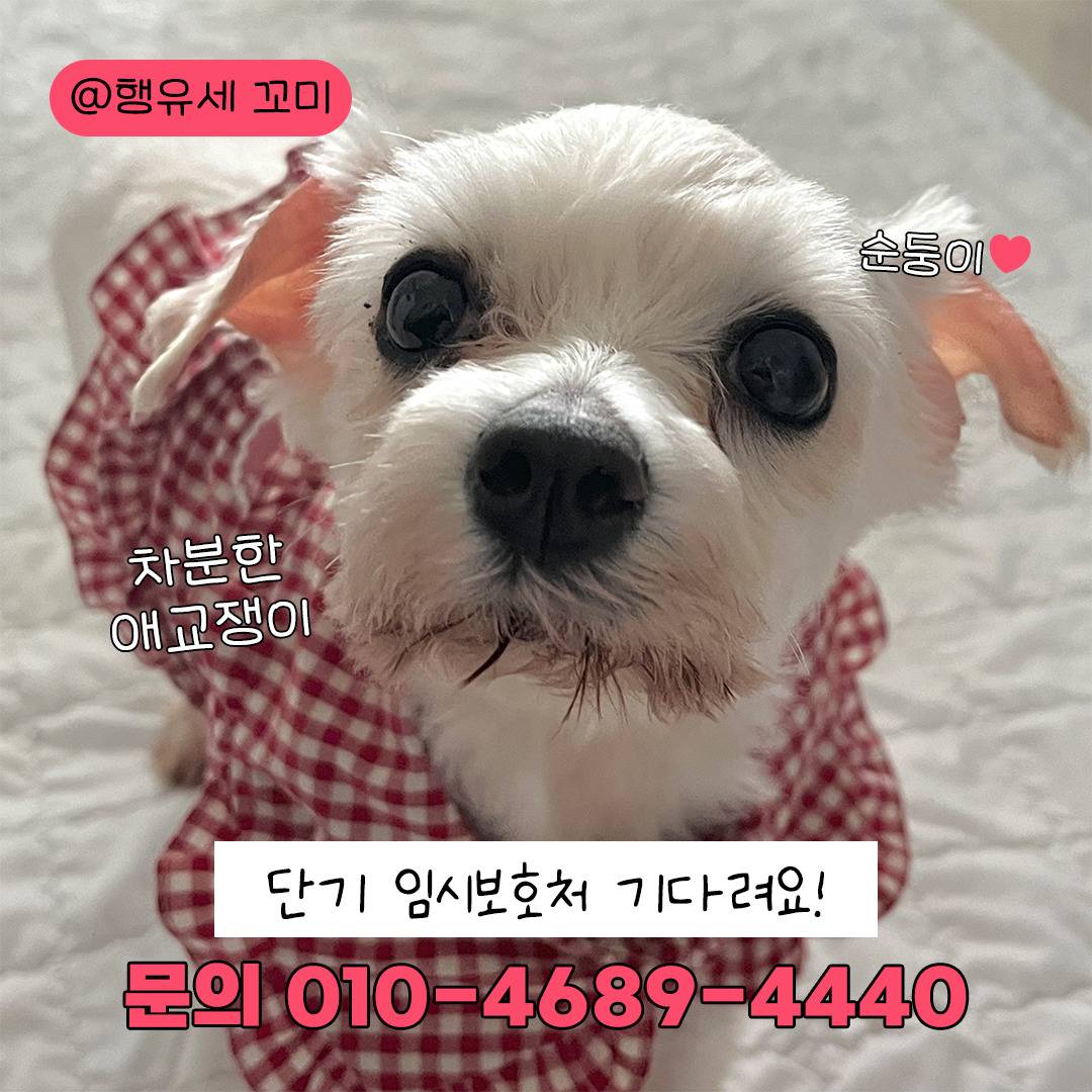 🐶: 저기.. 나랑 연말도 새해도 같이 보내자..❤️ 3개월 단기임보처 괌! | 인스티즈