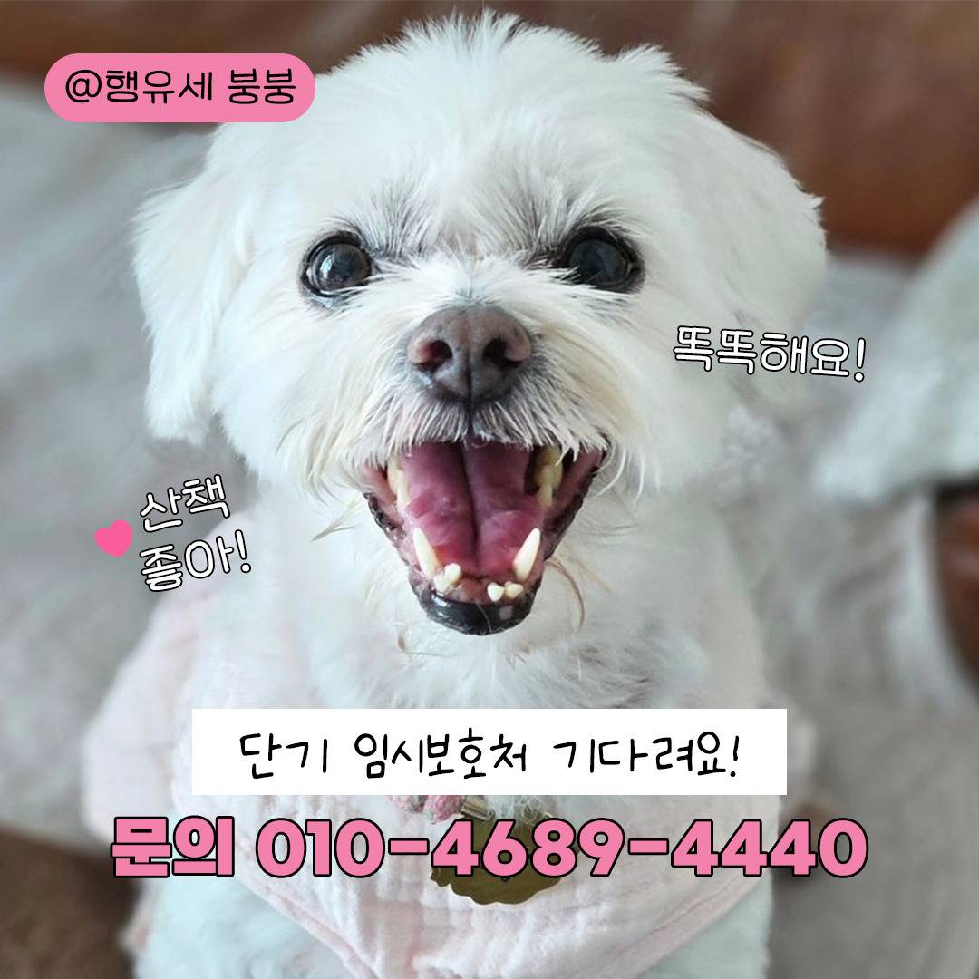 🐶: 저기.. 나랑 연말도 새해도 같이 보내자..❤️ 3개월 단기임보처 괌! | 인스티즈