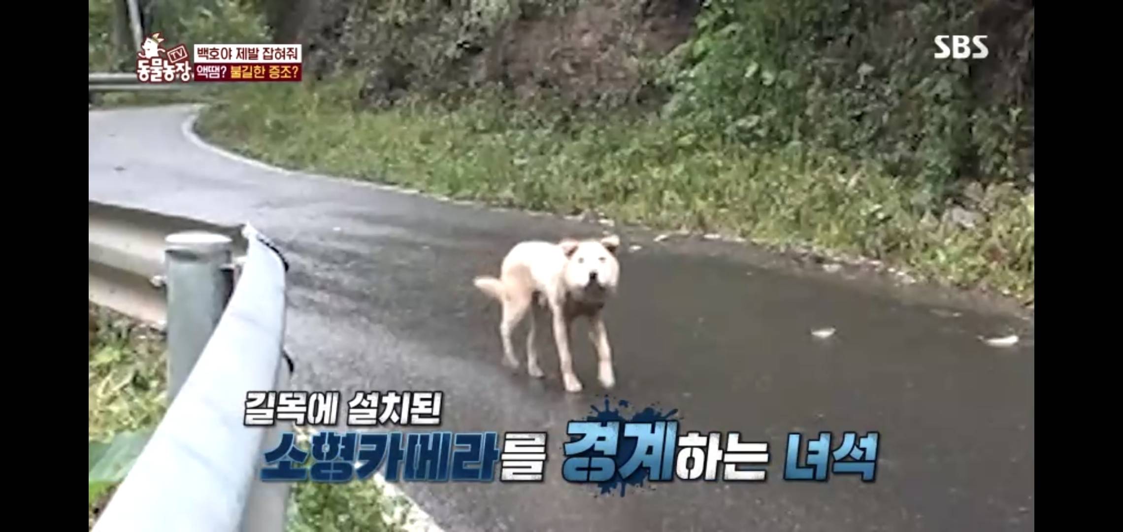 개가 너무 똑똑해서 역대급으로 구조 힘들었던 이번주 동물농장 방송.jpg | 인스티즈