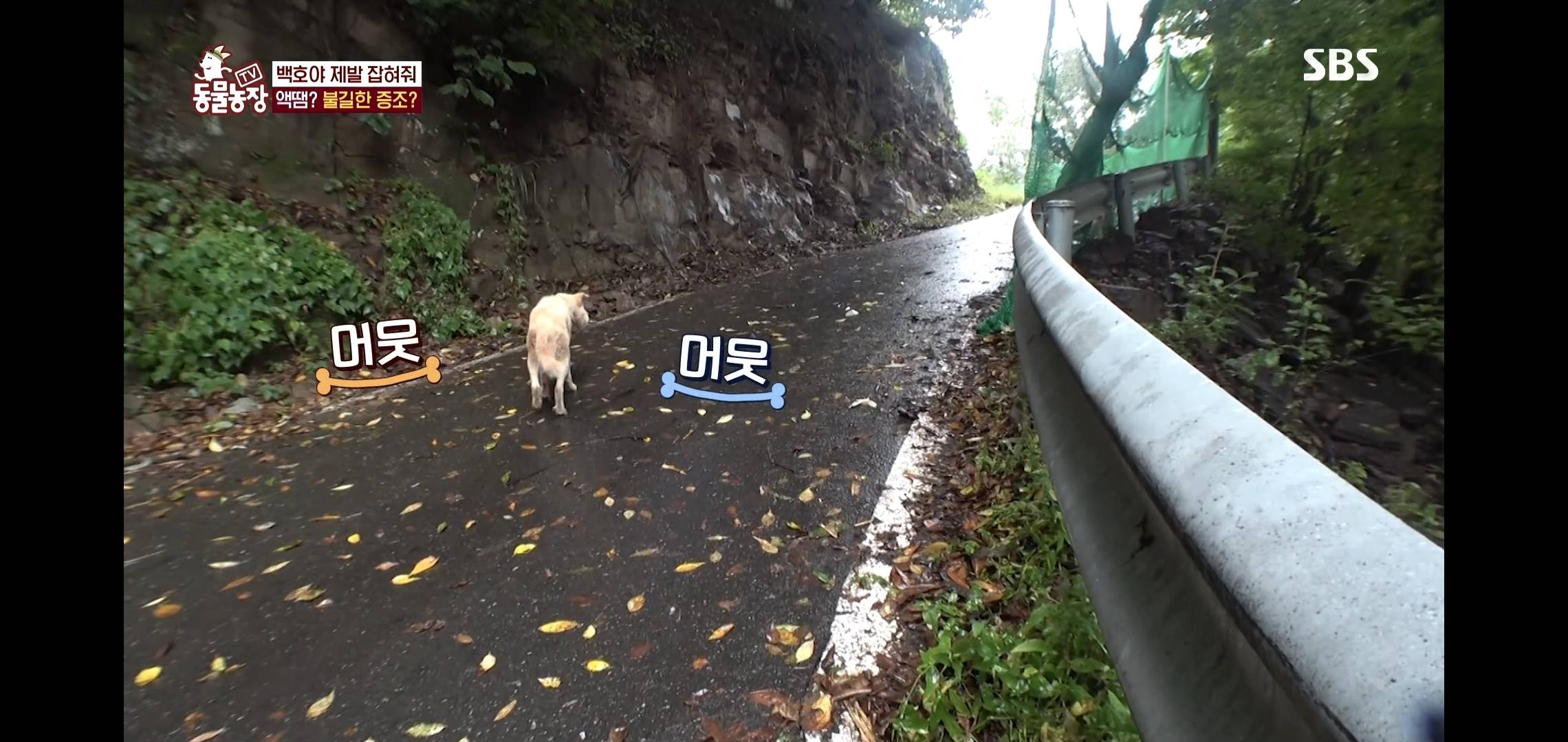 개가 너무 똑똑해서 역대급으로 구조 힘들었던 이번주 동물농장 방송.jpg | 인스티즈