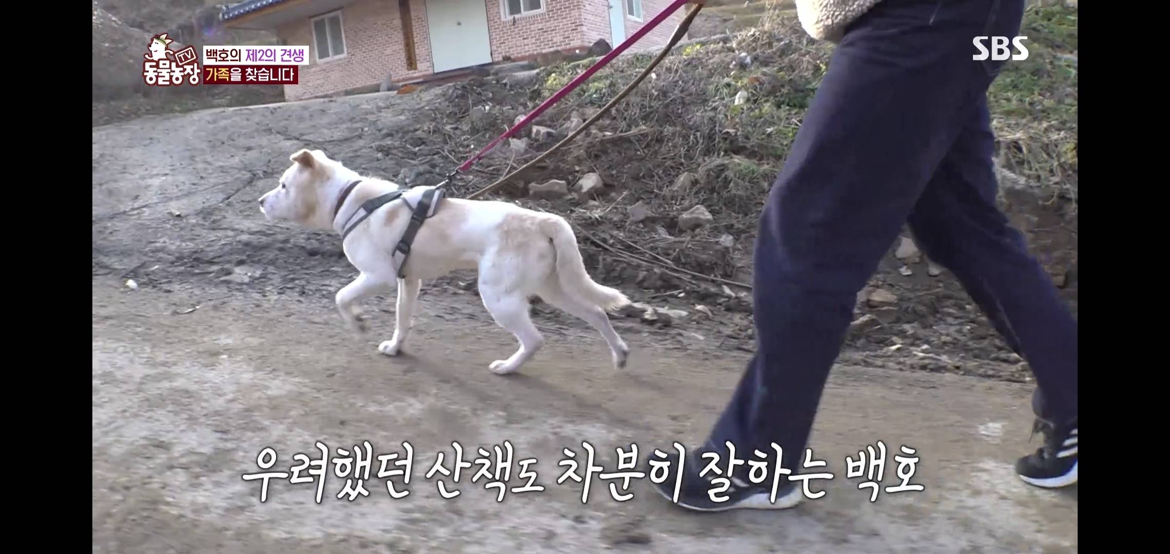 개가 너무 똑똑해서 역대급으로 구조 힘들었던 이번주 동물농장 방송.jpg | 인스티즈