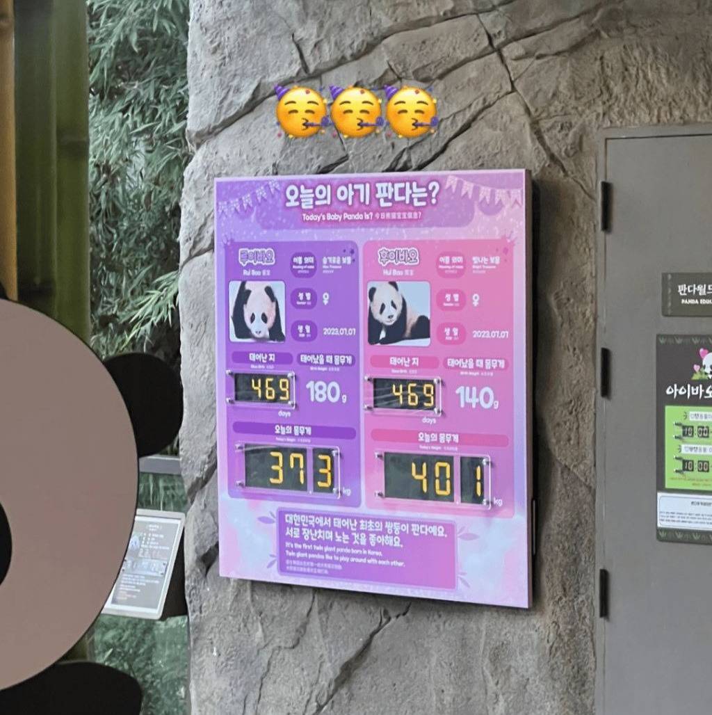 드디어 40kg 찍은 '그 판다'🐼 | 인스티즈