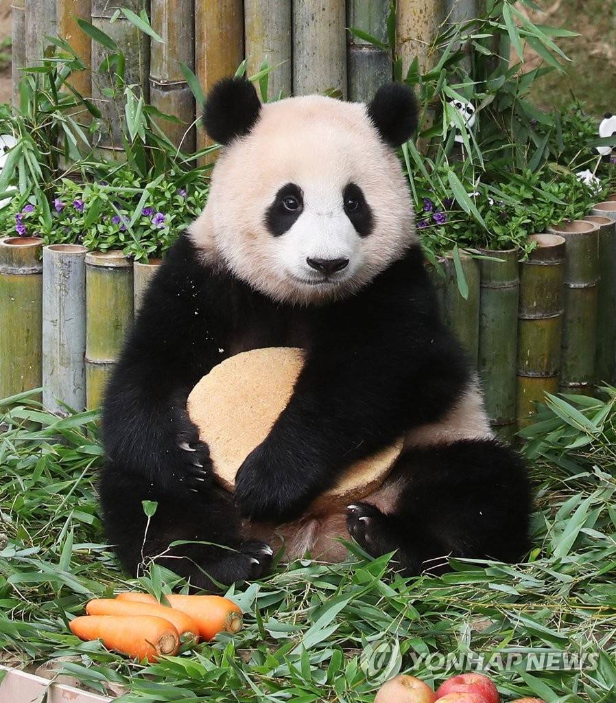 드디어 40kg 찍은 '그 판다'🐼 | 인스티즈