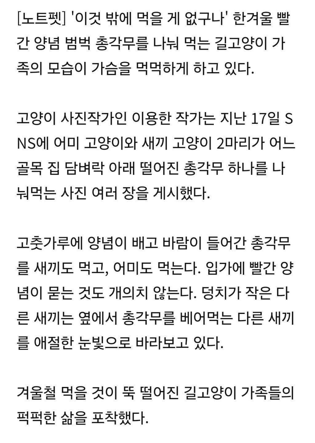 '이것 밖에..' 고춧가루 범벅 총각무 허겁지겁 베어먹는 고양이 가족 | 인스티즈