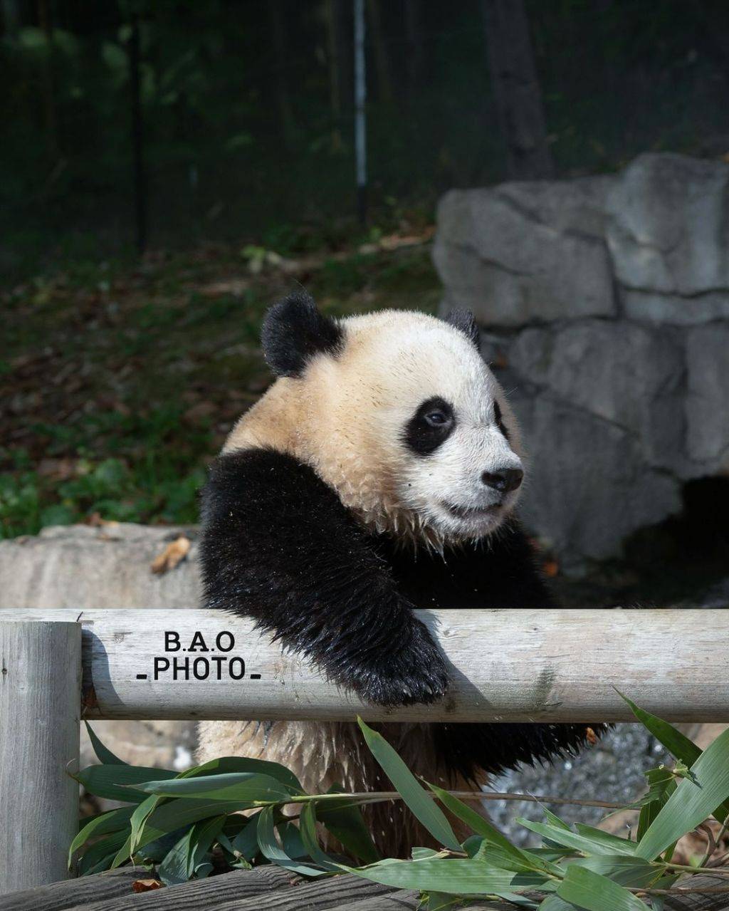 누가 봐도 신나게 논 흙곰 후이바오🐼.jpg | 인스티즈