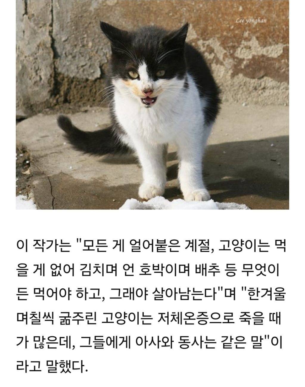 '이것 밖에..' 고춧가루 범벅 총각무 허겁지겁 베어먹는 고양이 가족 | 인스티즈