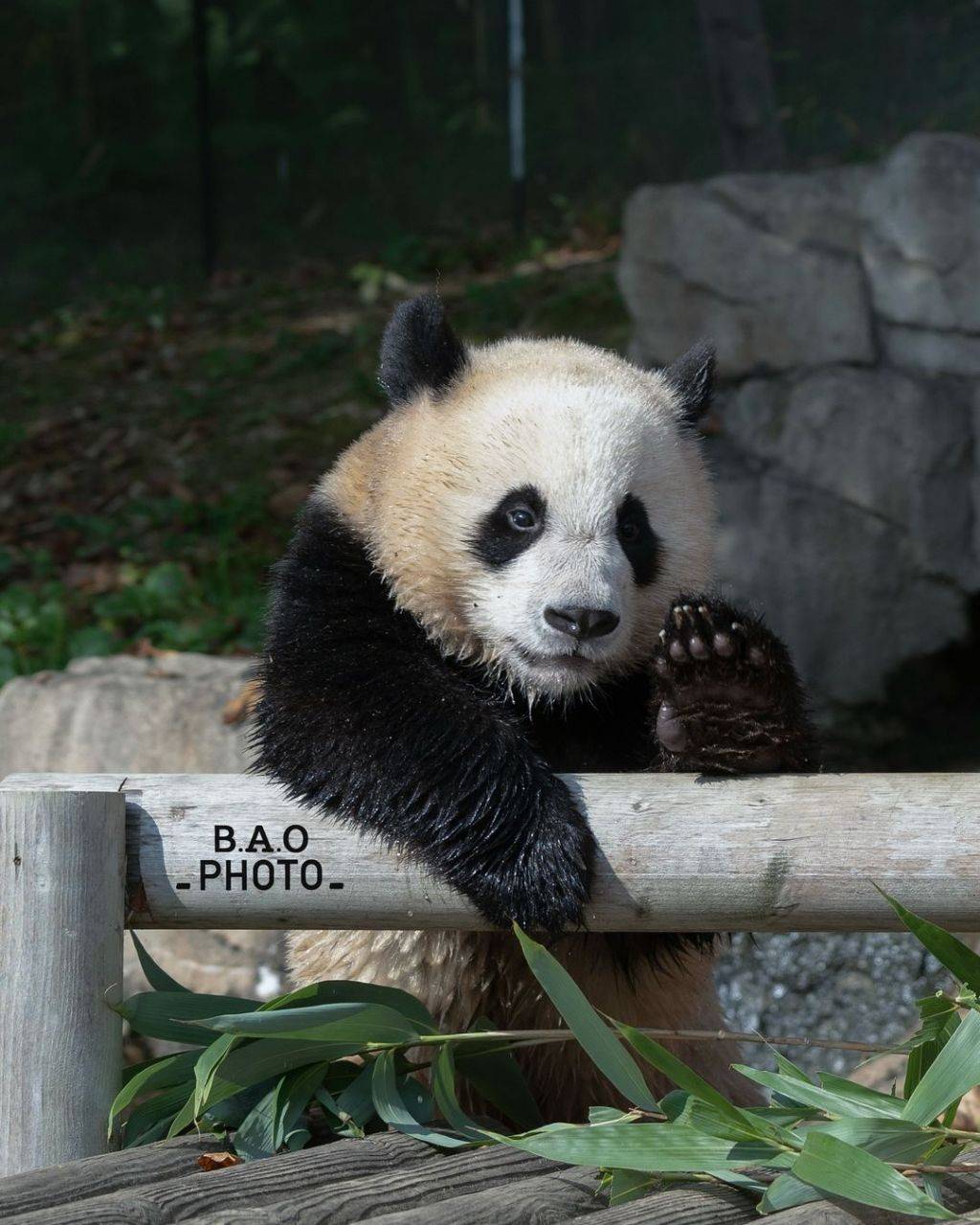 누가 봐도 신나게 논 흙곰 후이바오🐼.jpg | 인스티즈