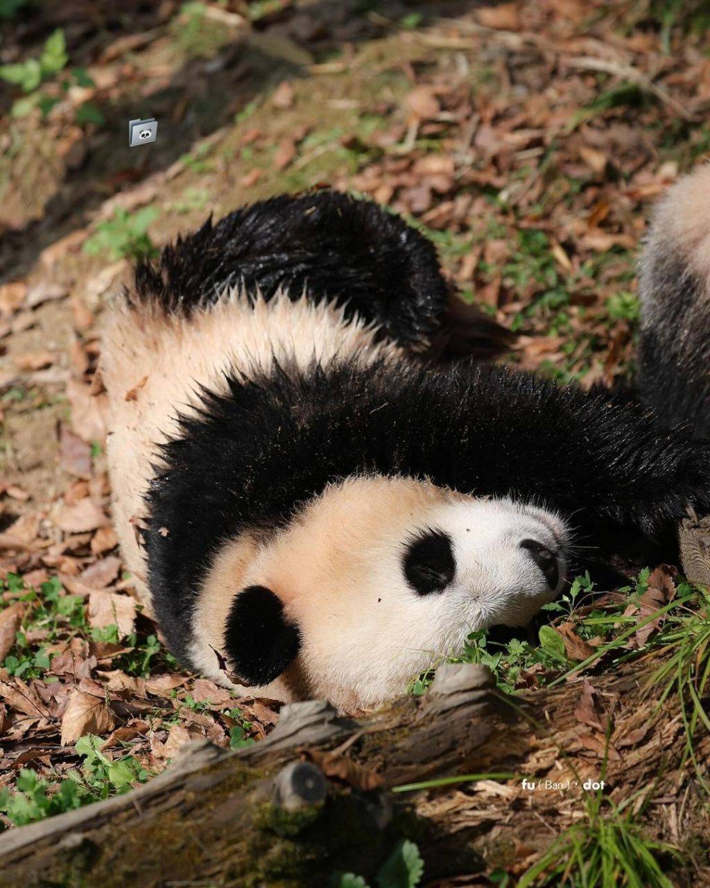 누가 봐도 신나게 논 흙곰 후이바오🐼.jpg | 인스티즈