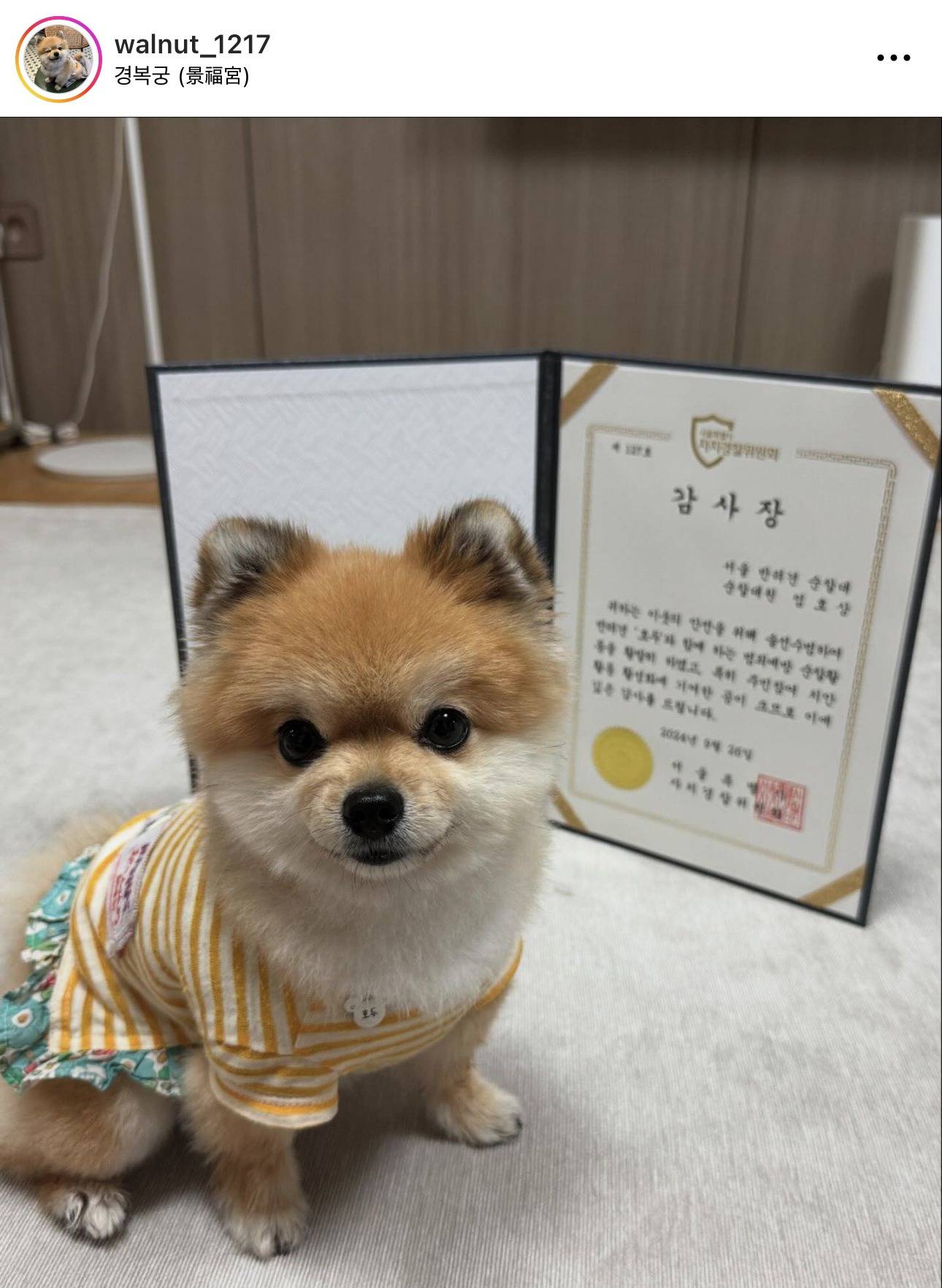 서울시 성동구 반려견 순찰대로 유명한 호두 순찰대 홍보 기여 및 활동 우수로 감사장 받음 | 인스티즈
