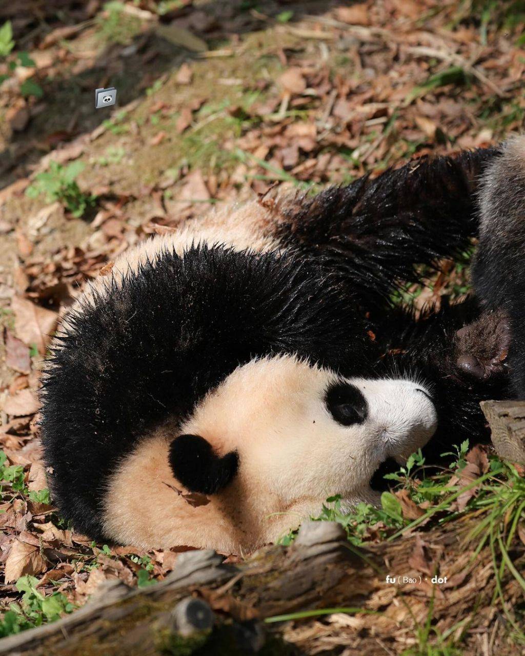 누가 봐도 신나게 논 흙곰 후이바오🐼.jpg | 인스티즈