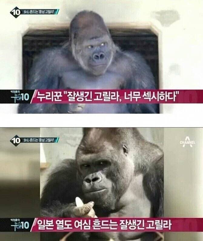 일본 여심을 뒤흔들고있는 고릴라 | 인스티즈