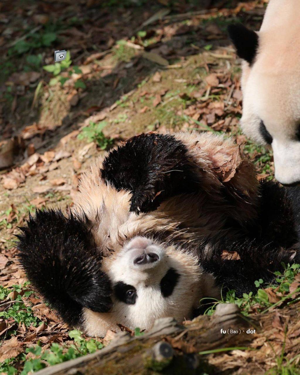 누가 봐도 신나게 논 흙곰 후이바오🐼.jpg | 인스티즈