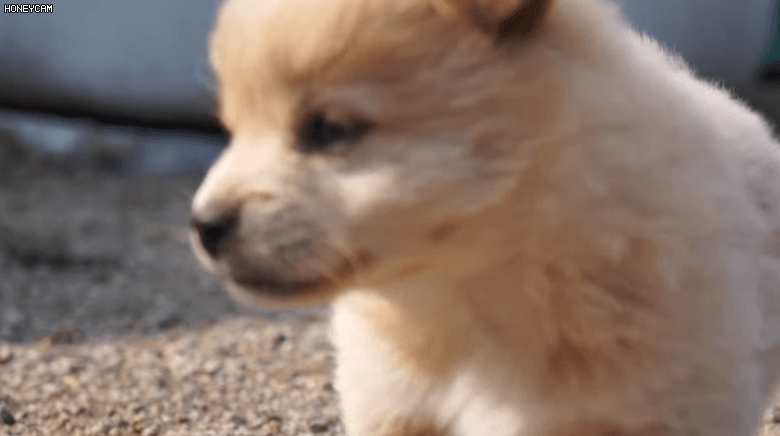 시골 똥강아지.gif | 인스티즈