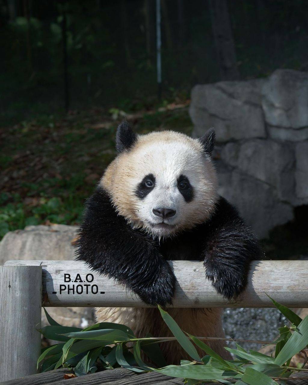 누가 봐도 신나게 논 흙곰 후이바오🐼.jpg | 인스티즈