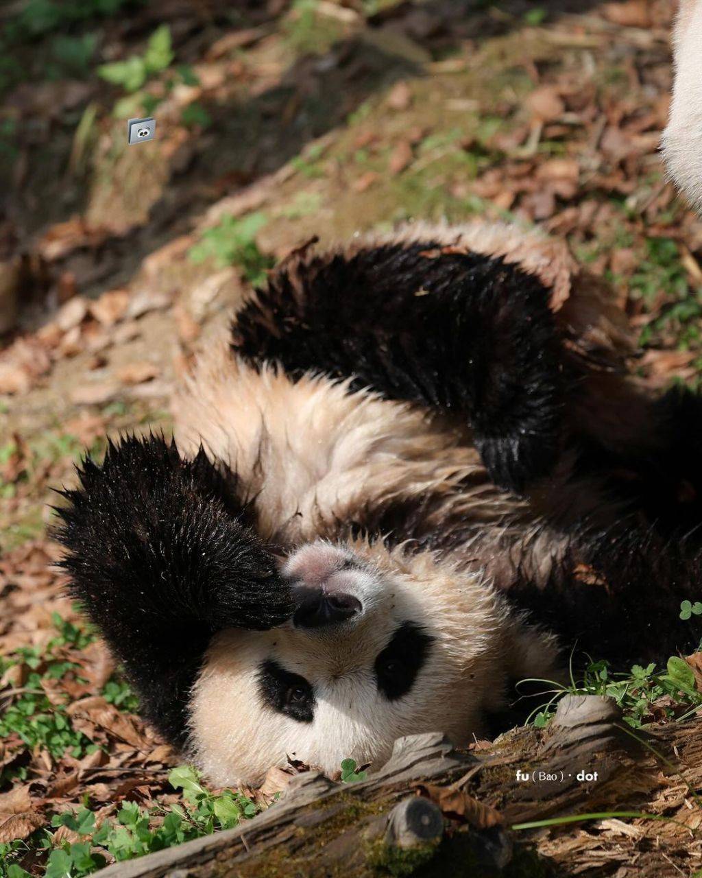 누가 봐도 신나게 논 흙곰 후이바오🐼.jpg | 인스티즈