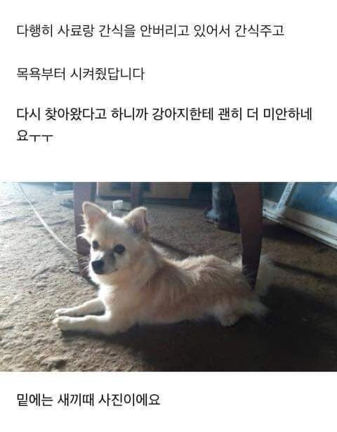 다른 집에 분양 보냈던 강아지가 집까지 찾아왔네요ㅜㅜ | 인스티즈