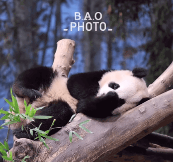 아기 곰인형 후이바오🐼.gif | 인스티즈