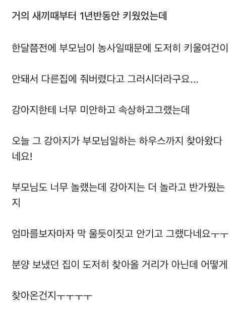 다른 집에 분양 보냈던 강아지가 집까지 찾아왔네요ㅜㅜ | 인스티즈