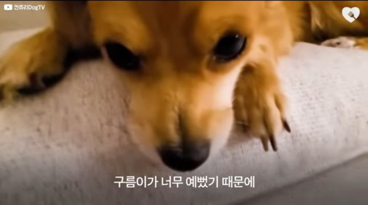 운전하다 댕줍하신 어느 운전자분 사연...ㅠㅠ | 인스티즈