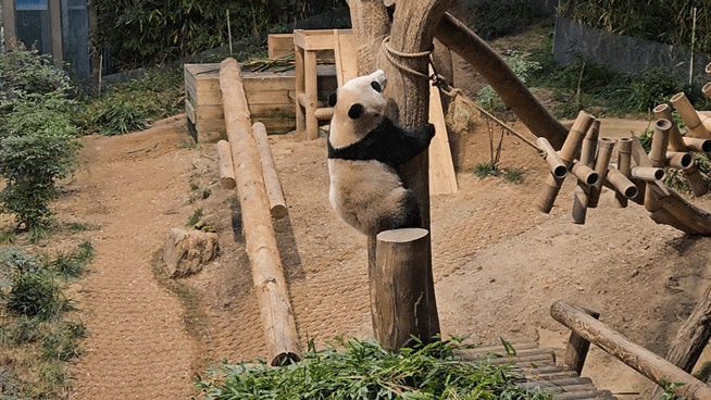루이&후이바오🐼만 2배속같은 오늘자 판다월드.gif | 인스티즈