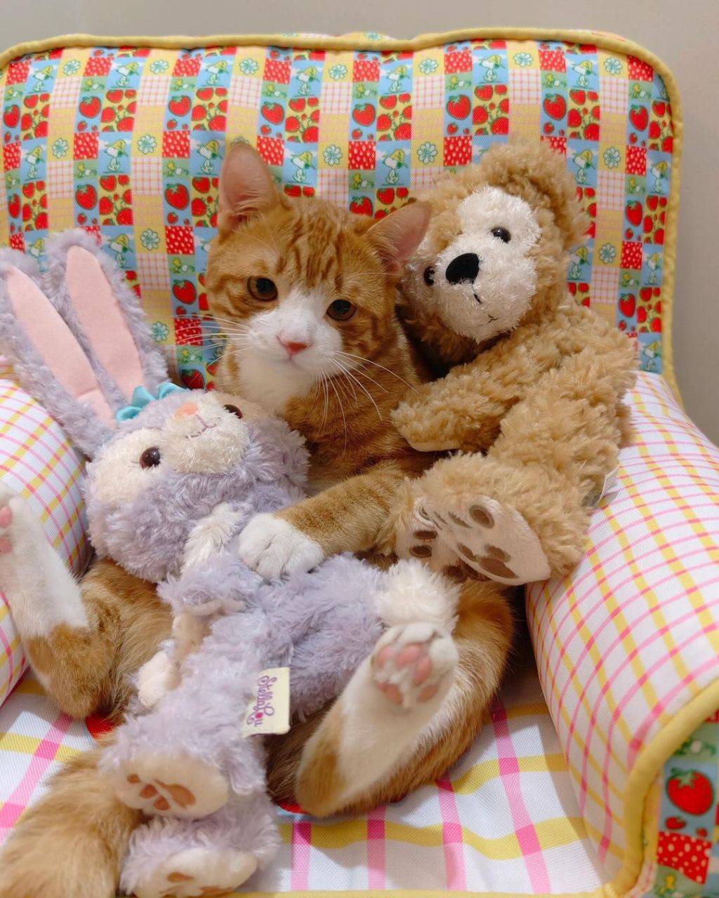 인형같은 고양이.jpg | 인스티즈