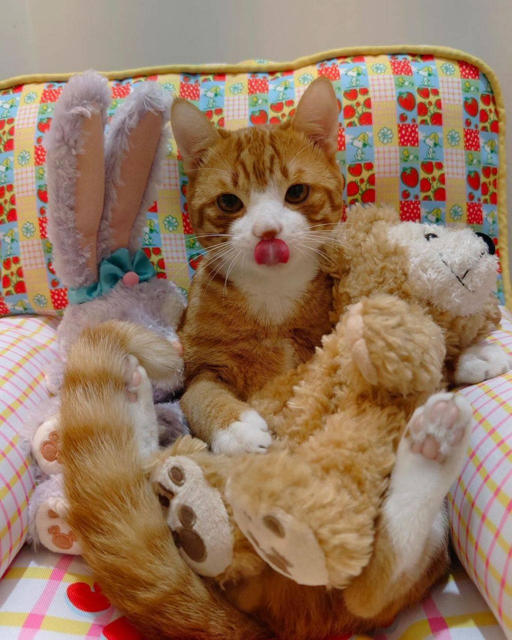 인형같은 고양이.jpg | 인스티즈