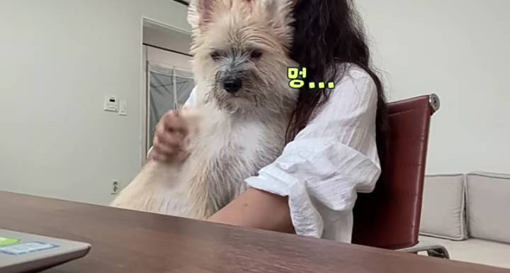 유치원에서 짤린 INFP 강아지... | 인스티즈