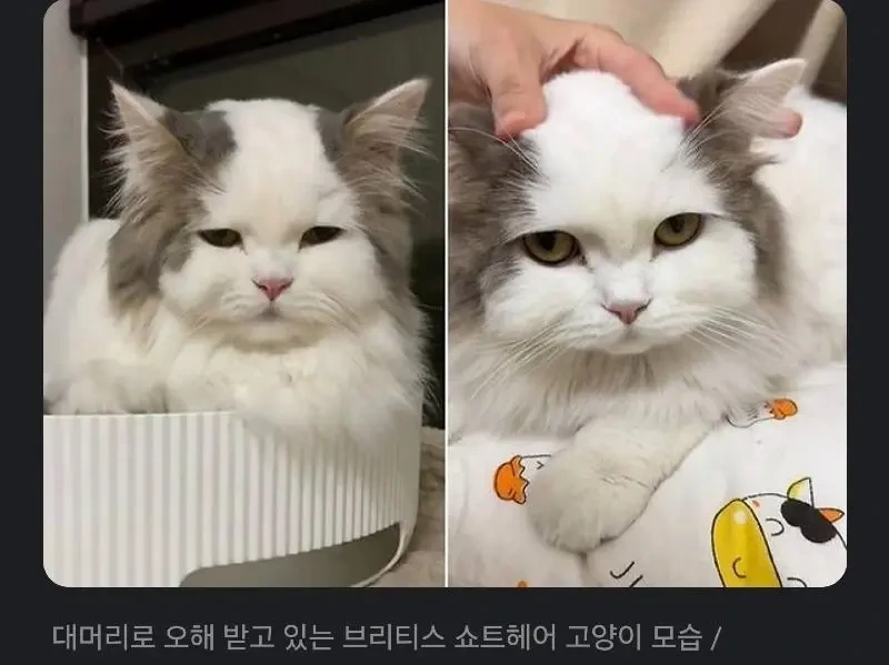 대머리로 오해받는 고양이.jpg | 인스티즈