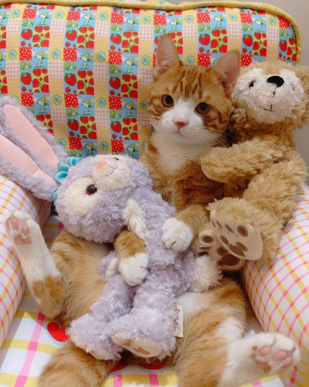인형같은 고양이.jpg | 인스티즈