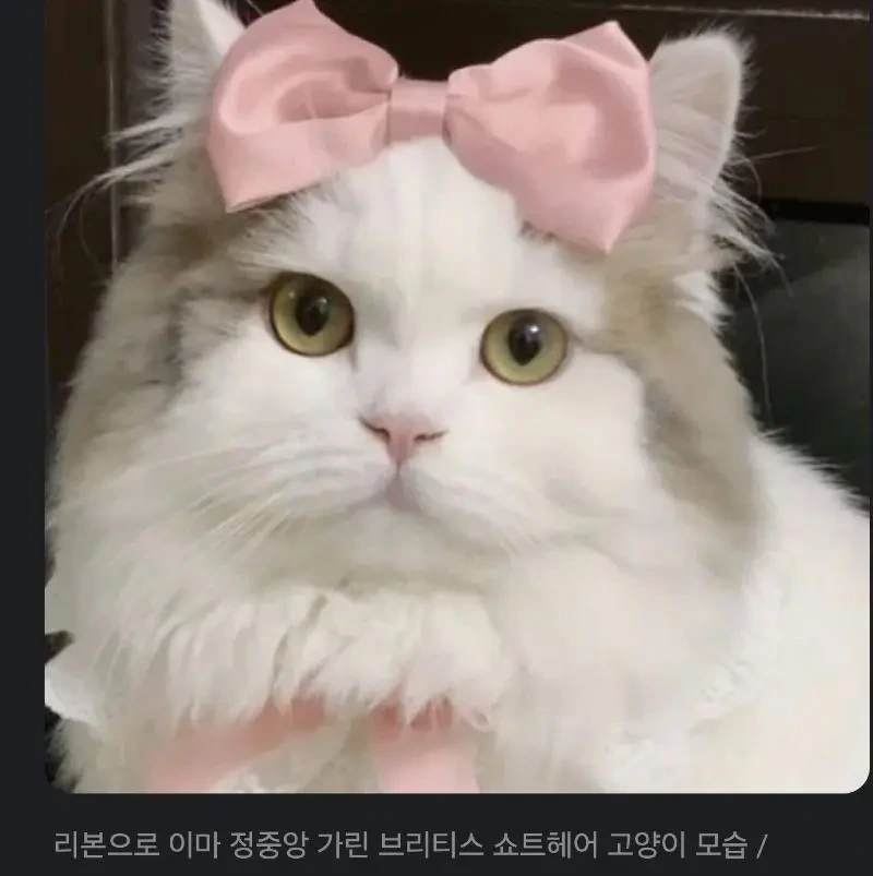 대머리로 오해받는 고양이.jpg | 인스티즈