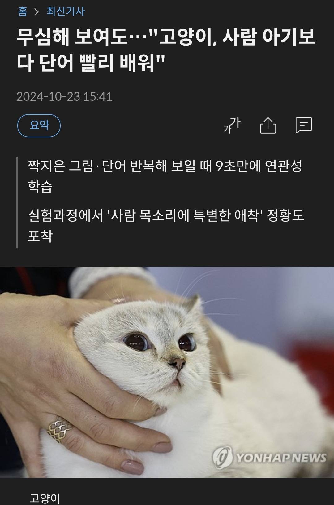 무심해 보여도…"고양이, 사람 아기보다 단어 빨리 배워" | 인스티즈