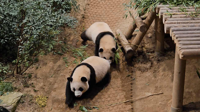 루이&후이바오🐼만 2배속같은 오늘자 판다월드.gif | 인스티즈