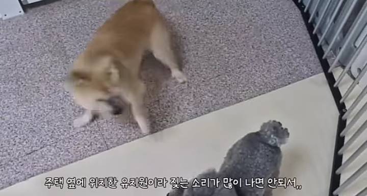 유치원에서 짤린 INFP 강아지... | 인스티즈
