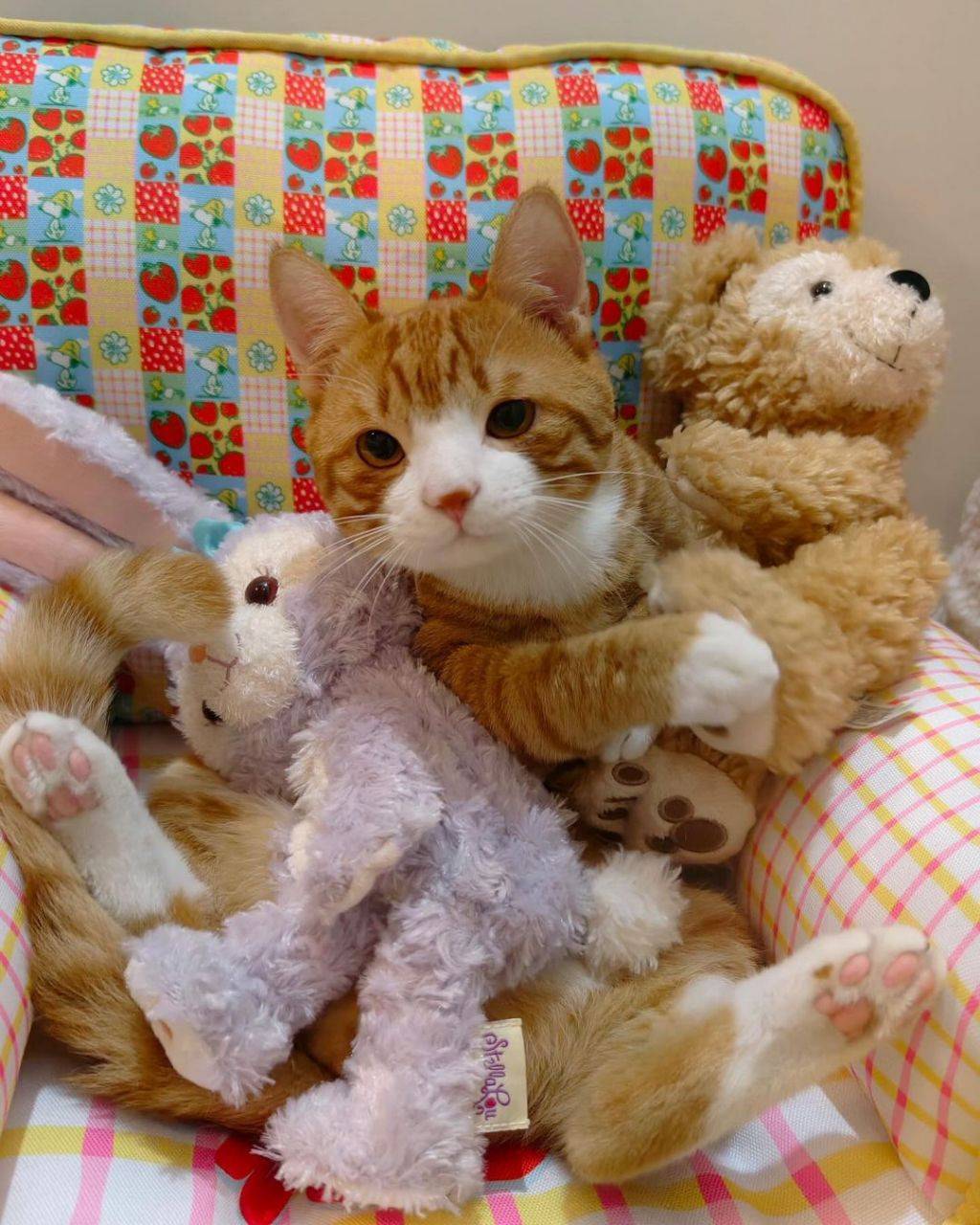 인형같은 고양이.jpg | 인스티즈