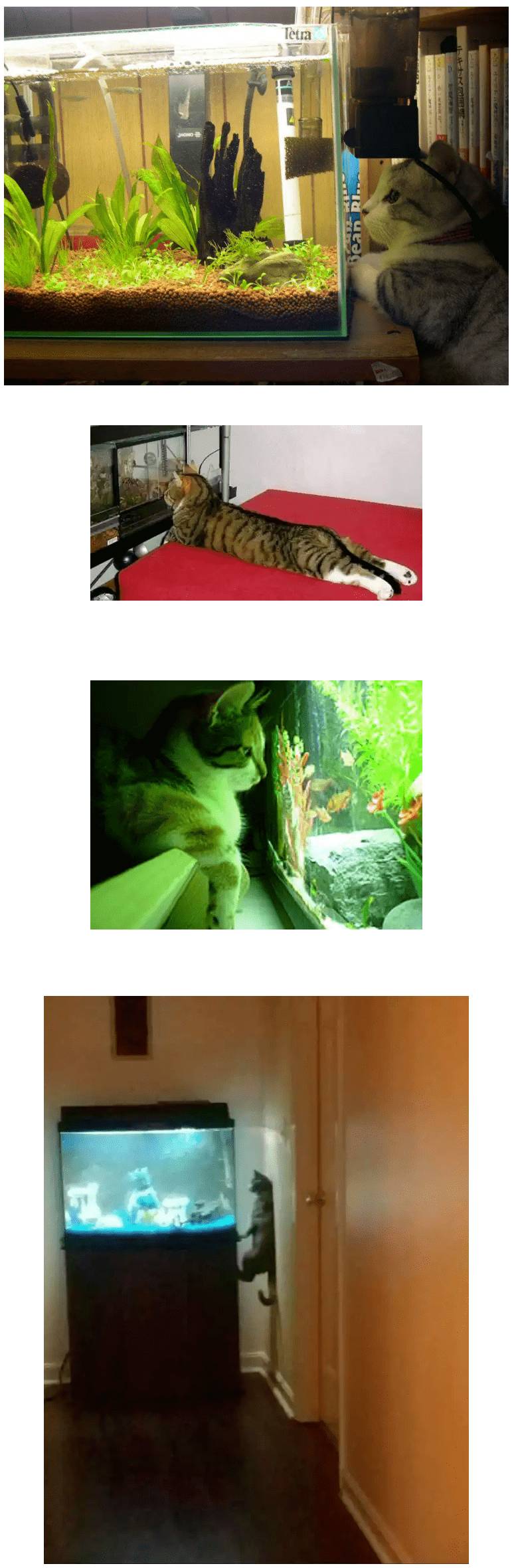 고양이 키우는 집에서 어항을 사면 안되는 이유.jpg | 인스티즈