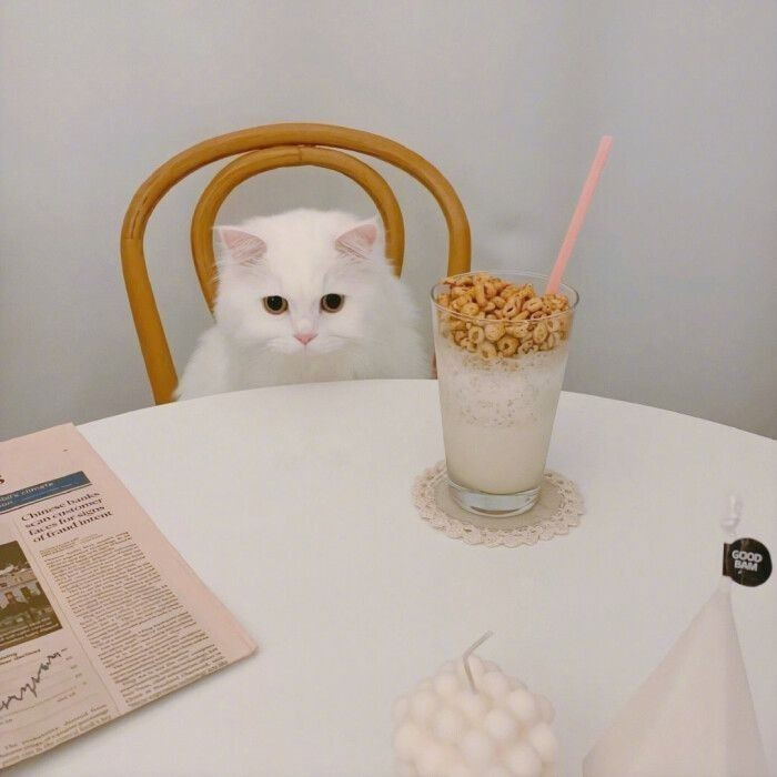 😺어서오세요 오전에만 운영하는 우유 디저트 카페 입니다 | 인스티즈