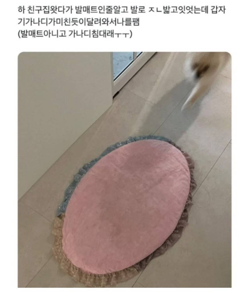 친구집 강아지한테 맞은 이유 | 인스티즈