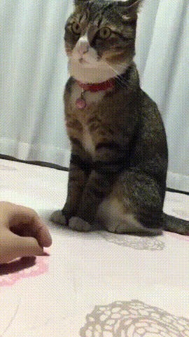 고양이가 용납할 수 없는 행동.gif | 인스티즈