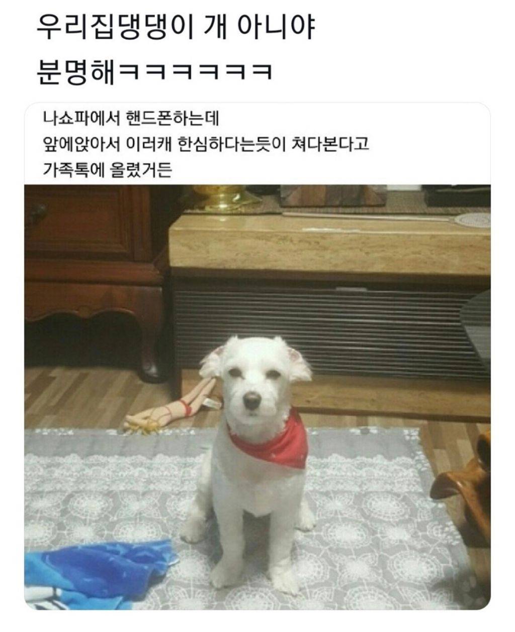 우리집 댕댕이 개 아니야 분명해 | 인스티즈