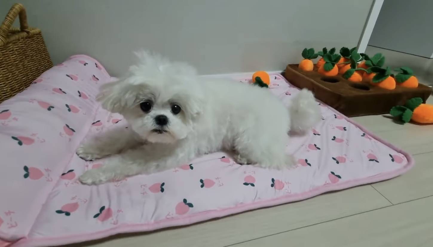 꽃분이 미용 비포 & 애프터 | 인스티즈