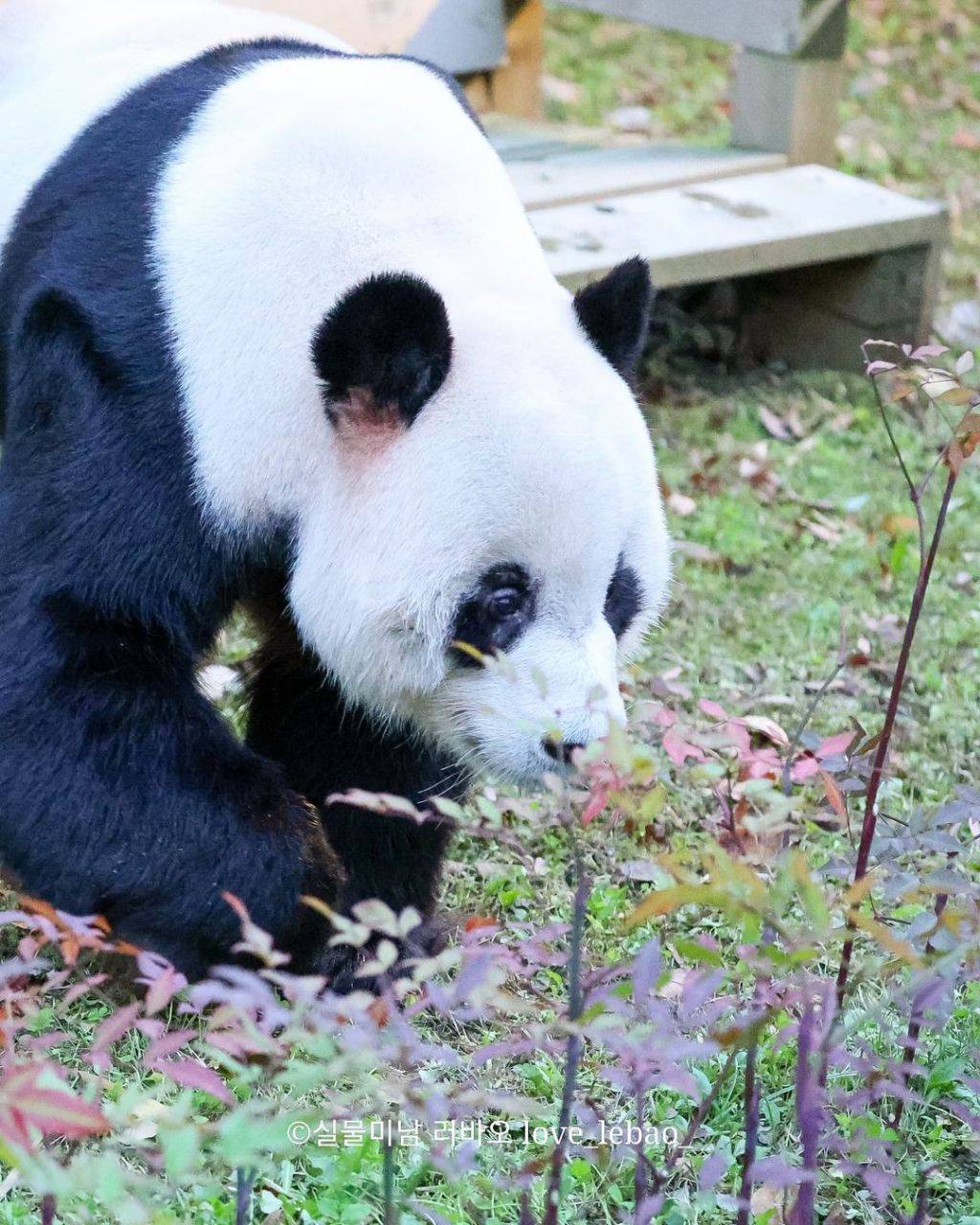 러바오🐼: 쫄지마 남천아~ 우리 칭구자나! | 인스티즈