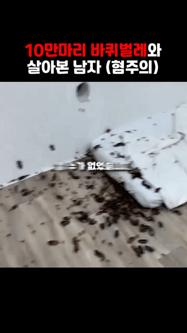 바퀴벌레 10만마리와 하루살면 1300만원 혐주의 | 인스티즈