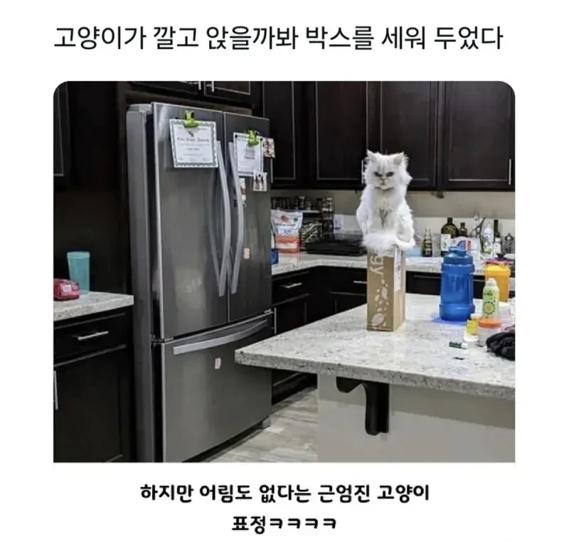 고양이가 깔고 앉을까봐 박스를 세워 두었다.jpg | 인스티즈