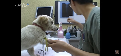 보자기에 아픈 강아지 싸서 데려온 할머니 | 인스티즈